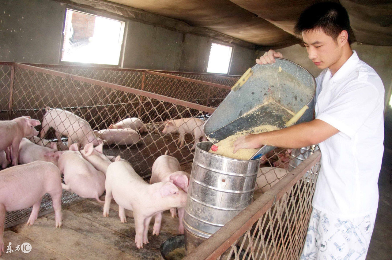 贵州今日猪价已更新「贵州猪价今日价格表」