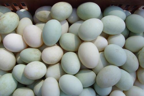 2018年鸭蛋多少钱一斤 最新鸭蛋价格表一览