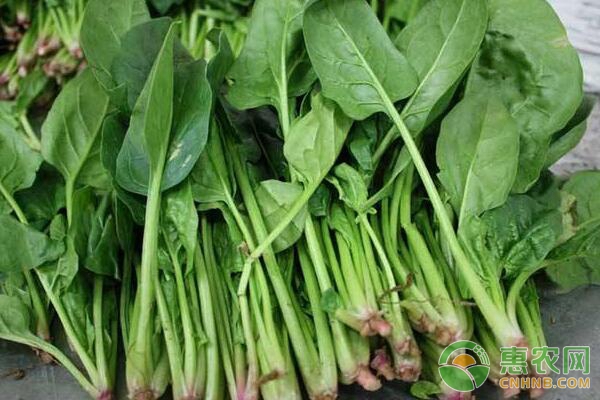 今日菠菜多少钱一斤？1月8日菠菜主产区收购价格