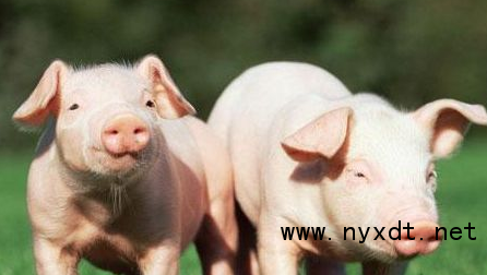 搜一下湖北省京山市的今日猪价，搜一下湖北省京山市土杂猪价格表