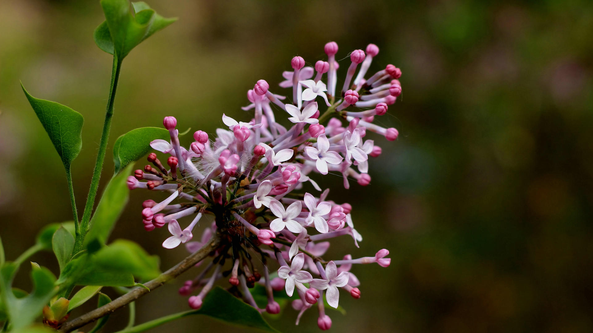 大岩桐花语;欲望小丽花花语:大方,富丽,感激,新鲜虎刺梅花语:倔强而又