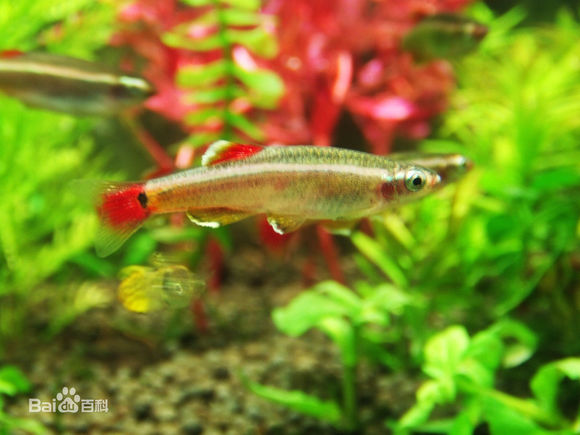 关注广东珍稀动物——金丝鱼
