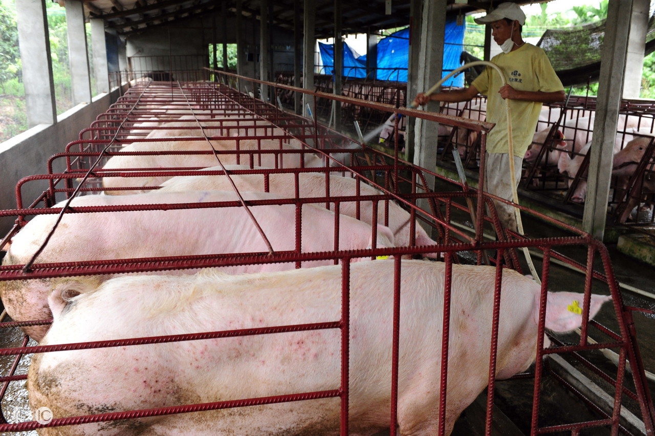 吉林省今日猪价行情：2018年1月18日吉林省生猪价格播报，稳定！
