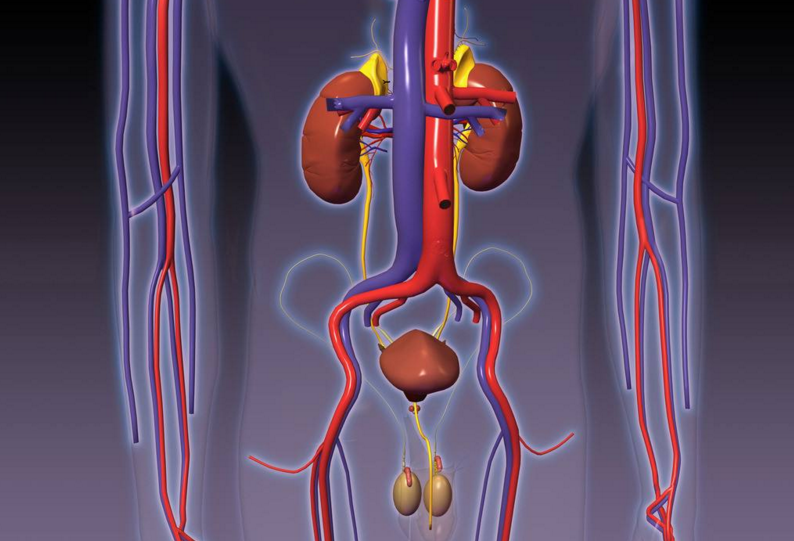 肚脐连着五脏六腑,肚脐周围疼痛反映肾脏脾的健康,一套按摩方法