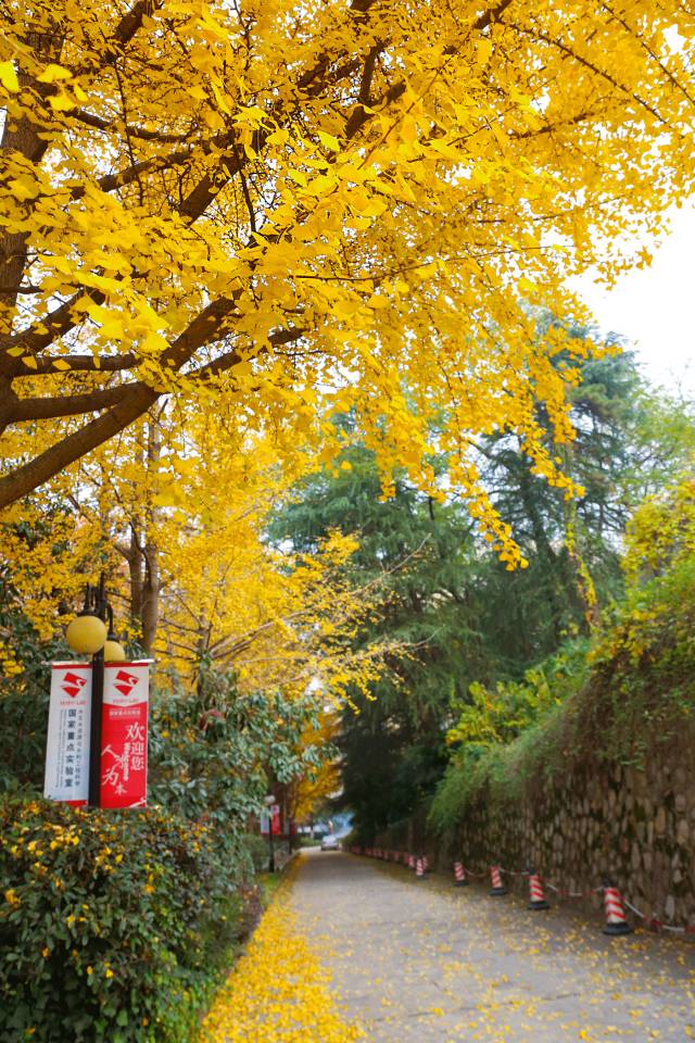 河海大学西康路校区,河海大学西康路校区面积