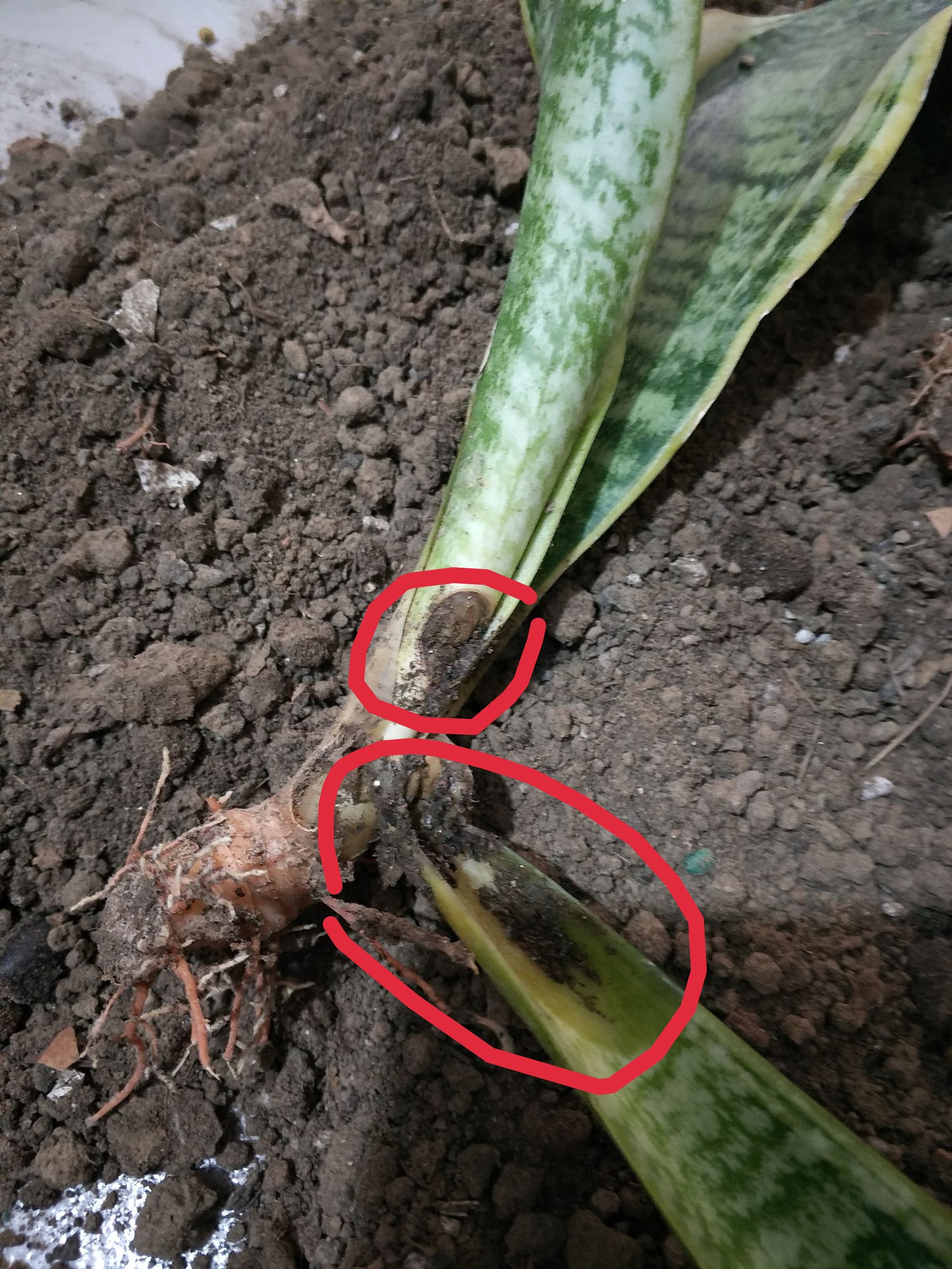 虎皮兰怕冷吗(一文了解虎皮兰的生活习性)