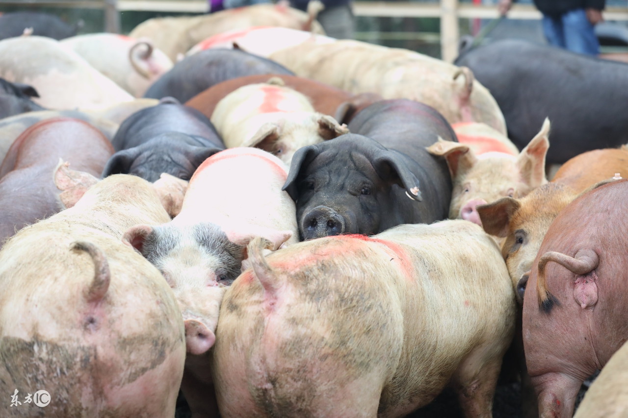 黑龙江省今日猪价行情：2018年1月26日黑龙江省生猪价格播报