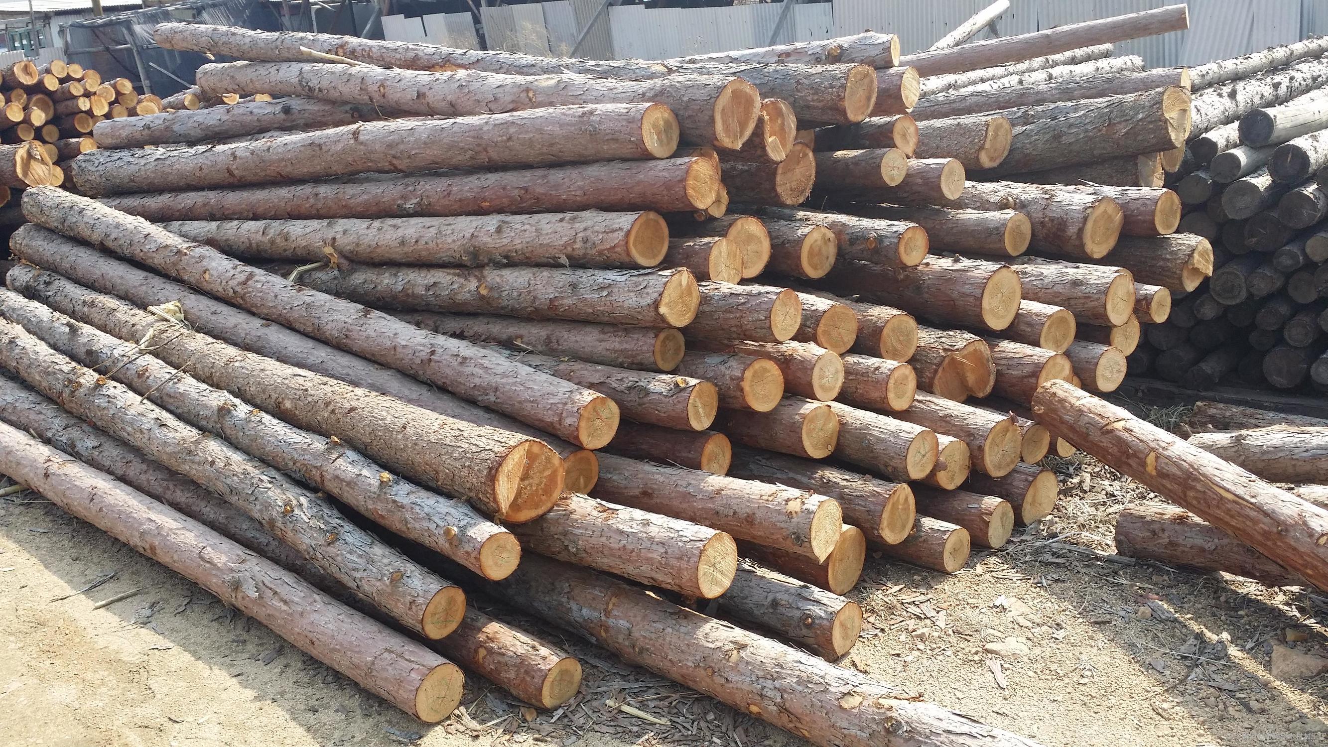 杉原木今日价格(江苏杉木原木今日价格)-皮皮自媒体