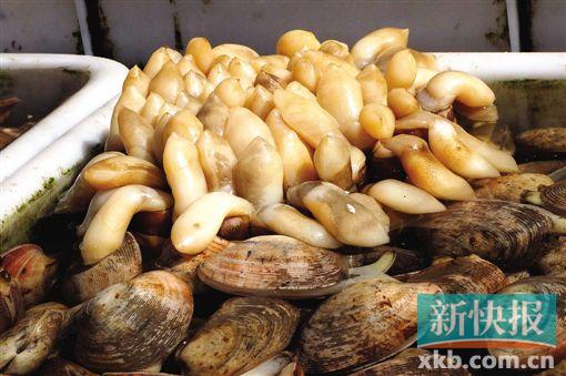 皮皮虾多少钱一斤广州今日价格，梭子蟹多少钱一斤