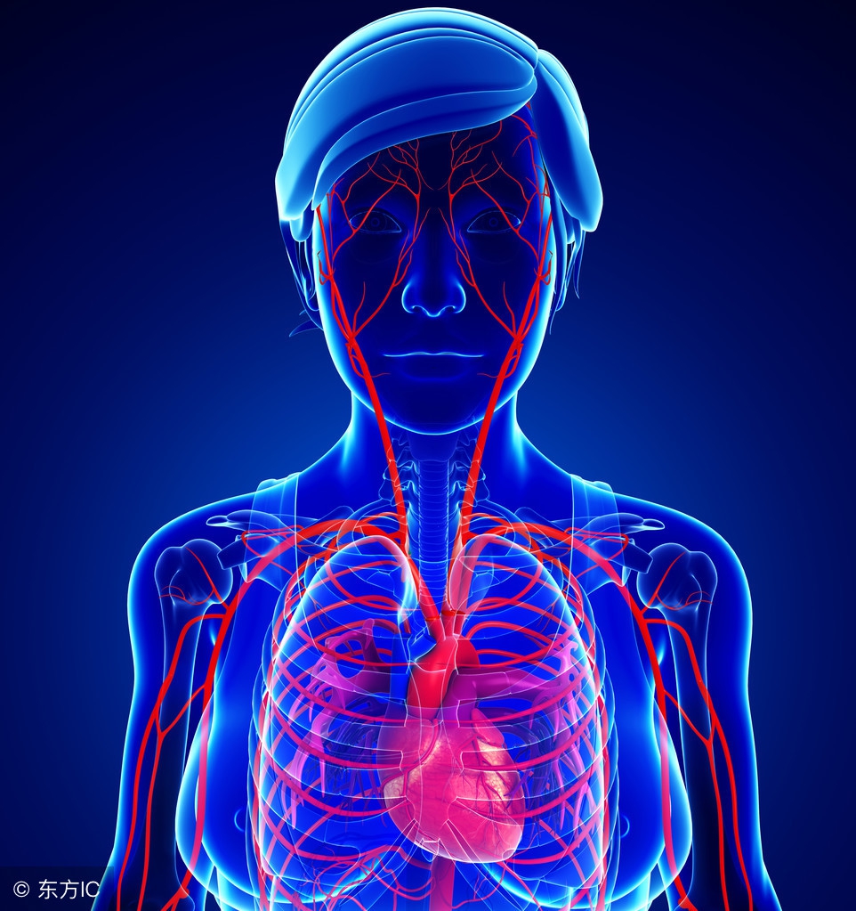 手上的动脉怎么找，在心血管系统的功能是什么
