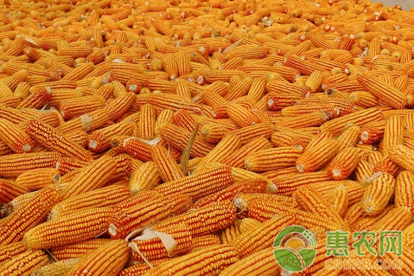 遵义今日玉米干粮价格，今日遵义玉米市场价多少钱一斤