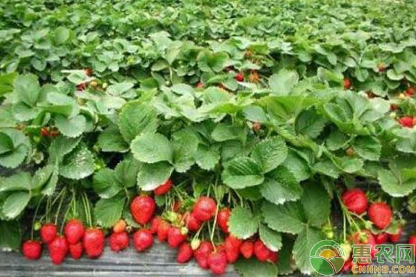 今天草莓多少钱一斤？2月24日草莓主产区收购价格行情