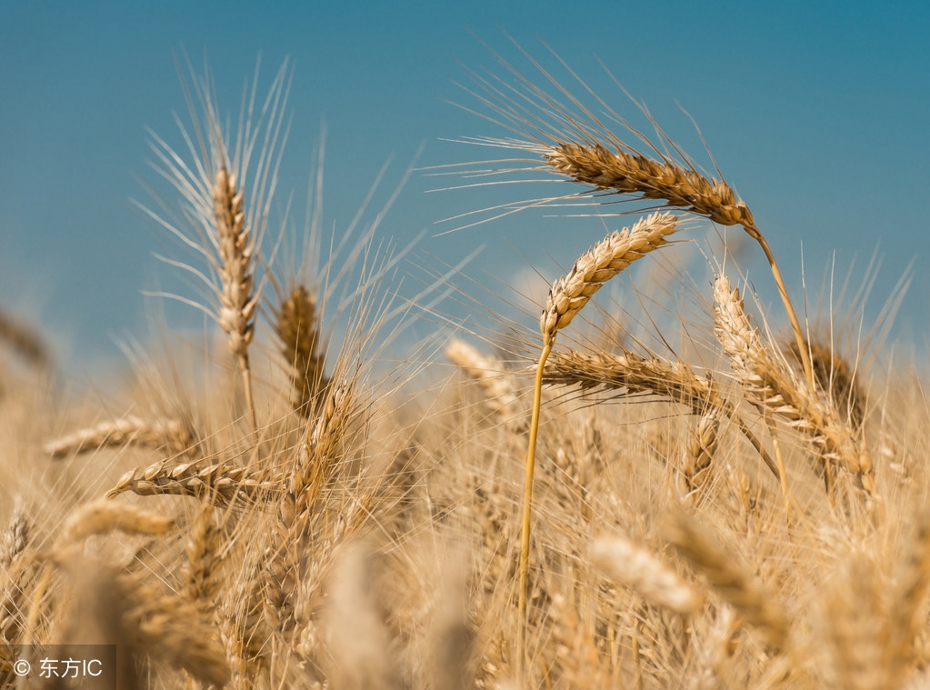今日小麦价格多少钱一斤？4月12日小麦价格最新行情