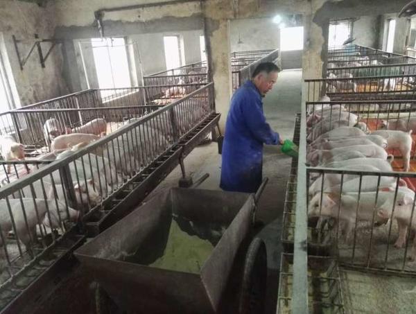 漯河猪肉大跳水 创8年来新低