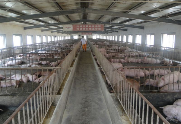 菏泽猪肉价格降至三年来最低点，到底因为啥？