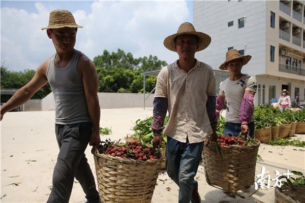 一斤多收了1.6元！惠州这里的荔枝农户终于享受到丰收的喜悦