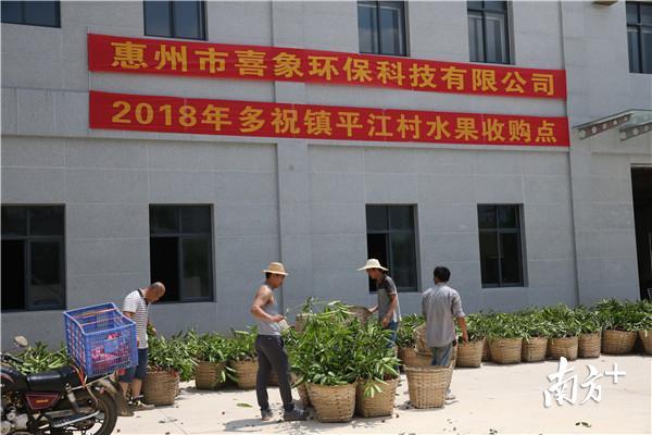 一斤多收了1.6元！惠州这里的荔枝农户终于享受到丰收的喜悦