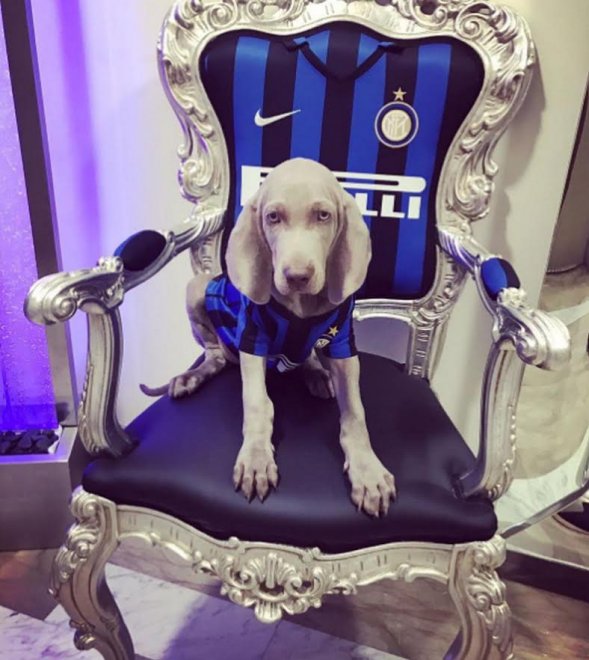 一只国际米兰吉祥物的狗狗红遍意大利，队长明星夫人也来合影