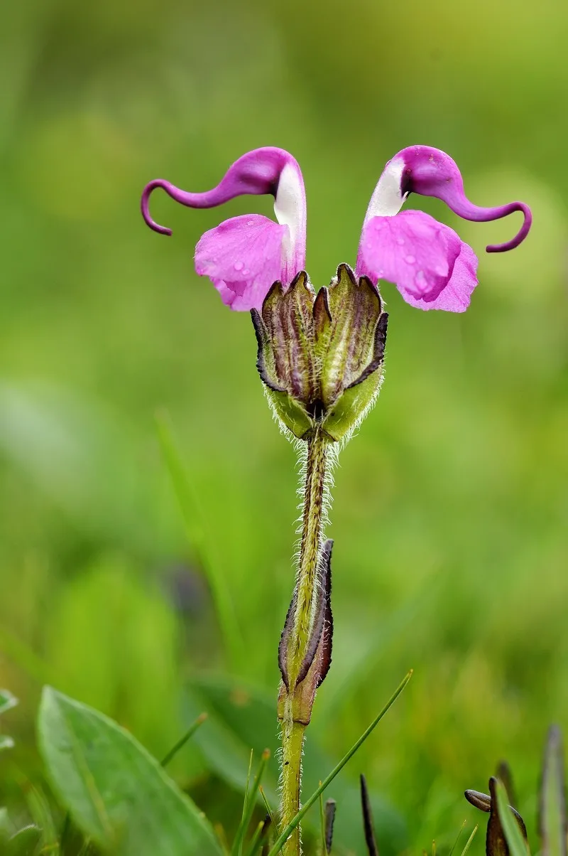植物世界丨40种奇异的花卉,真是活久见!你可能一种都没见过