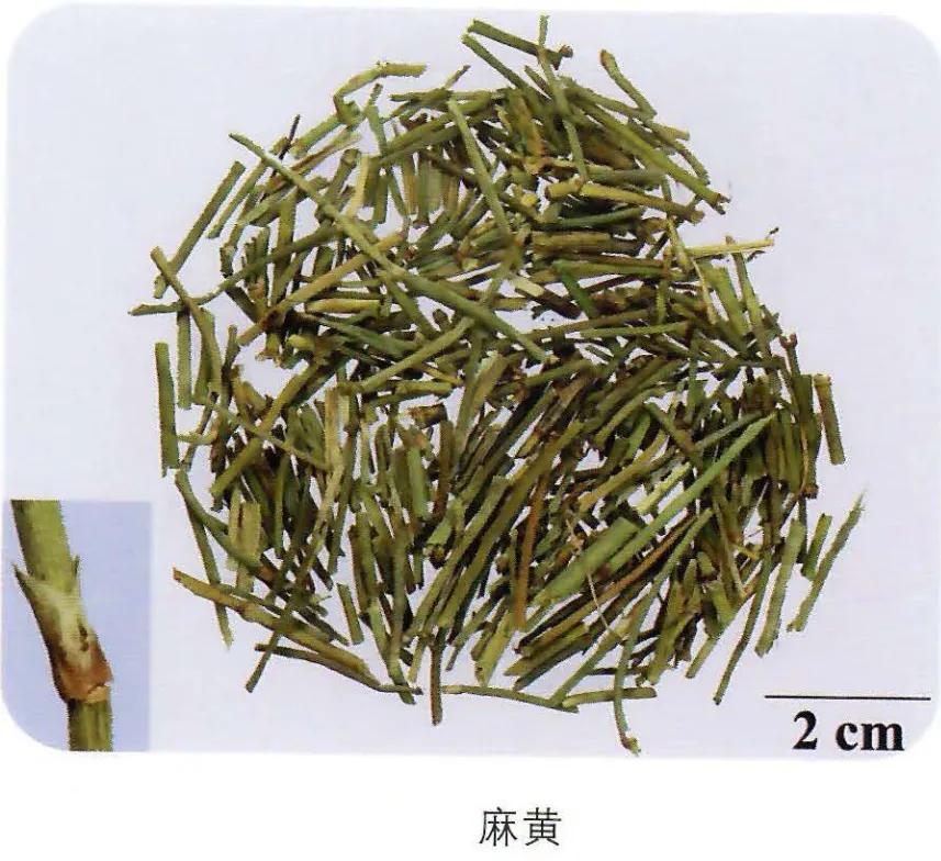 中药鉴定|37味中药新旧彩图对比