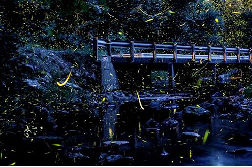 描写夜晚虫鸣的优美句子