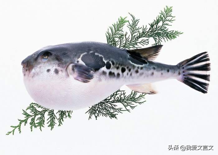 经典文言文赏析｜河豚之死