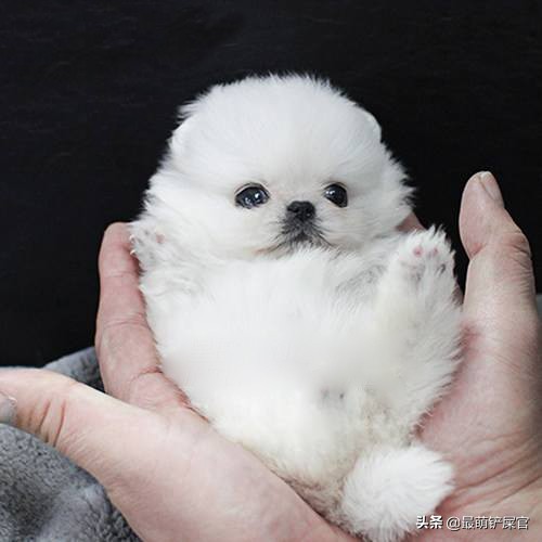 茶杯犬多少钱一只 茶杯犬寿命一般能活多少年-起航号