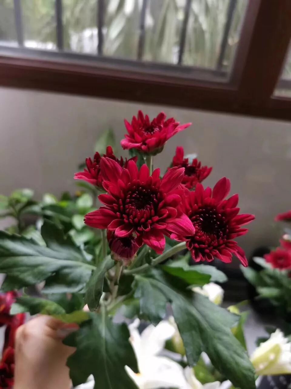 小雏菊花期（小雏菊花期较长养护得当可更长）