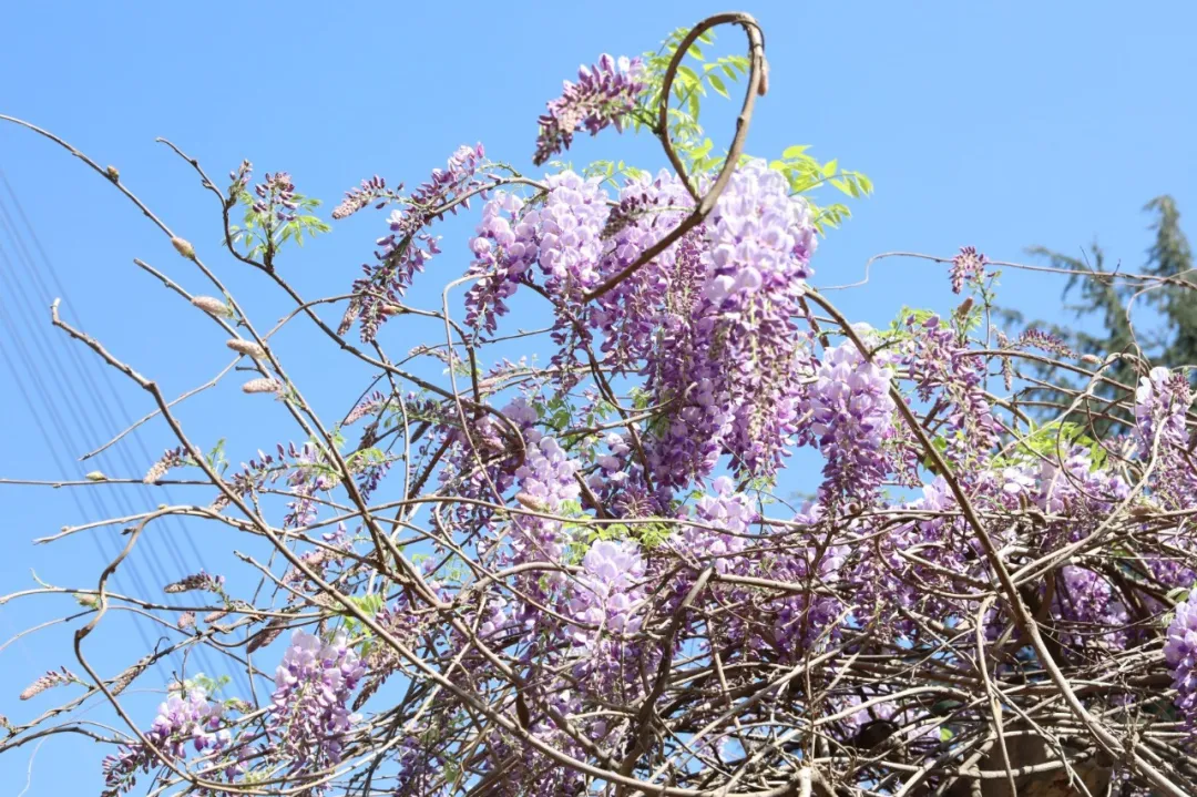 国家级一流！厉害了我的云南农大