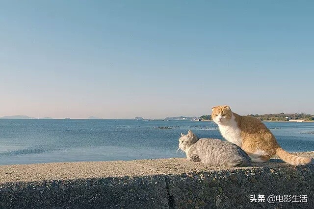 神探伽利略第二季粤语在线(日本国民级演员给小透明作配？这片胆子可真够大)