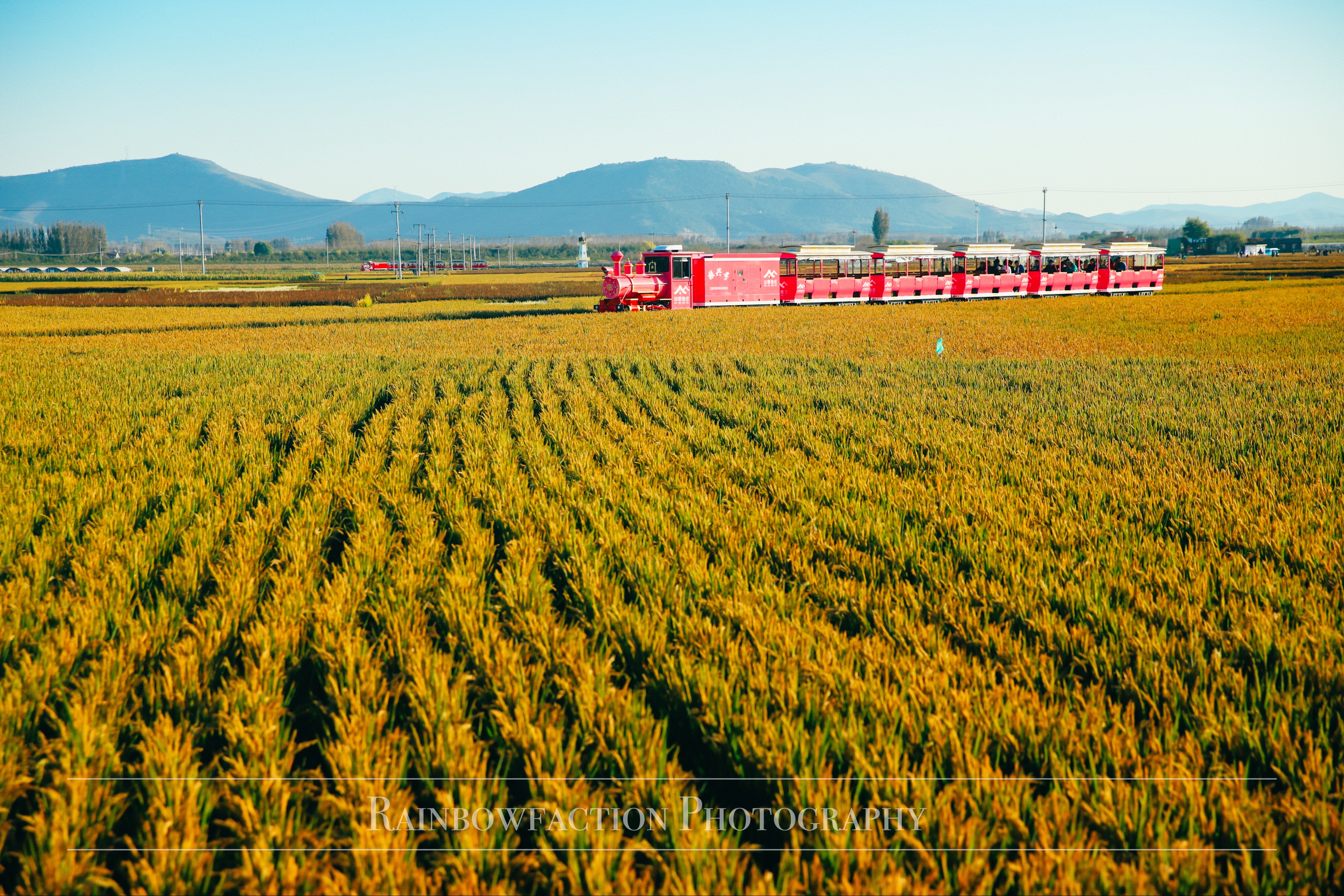 北京出发2小时，超美稻田免费玩～再不去后悔一年