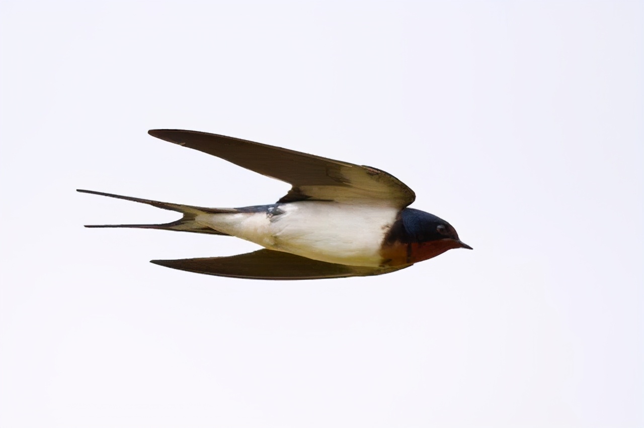 这说法得改改了,我国燕子的越冬地远在南非