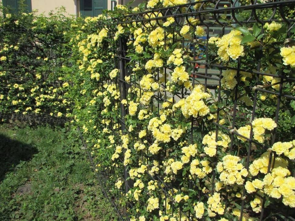 木香花的缺点（木香花为什么不能种在家里）-第5张图片-昕阳网