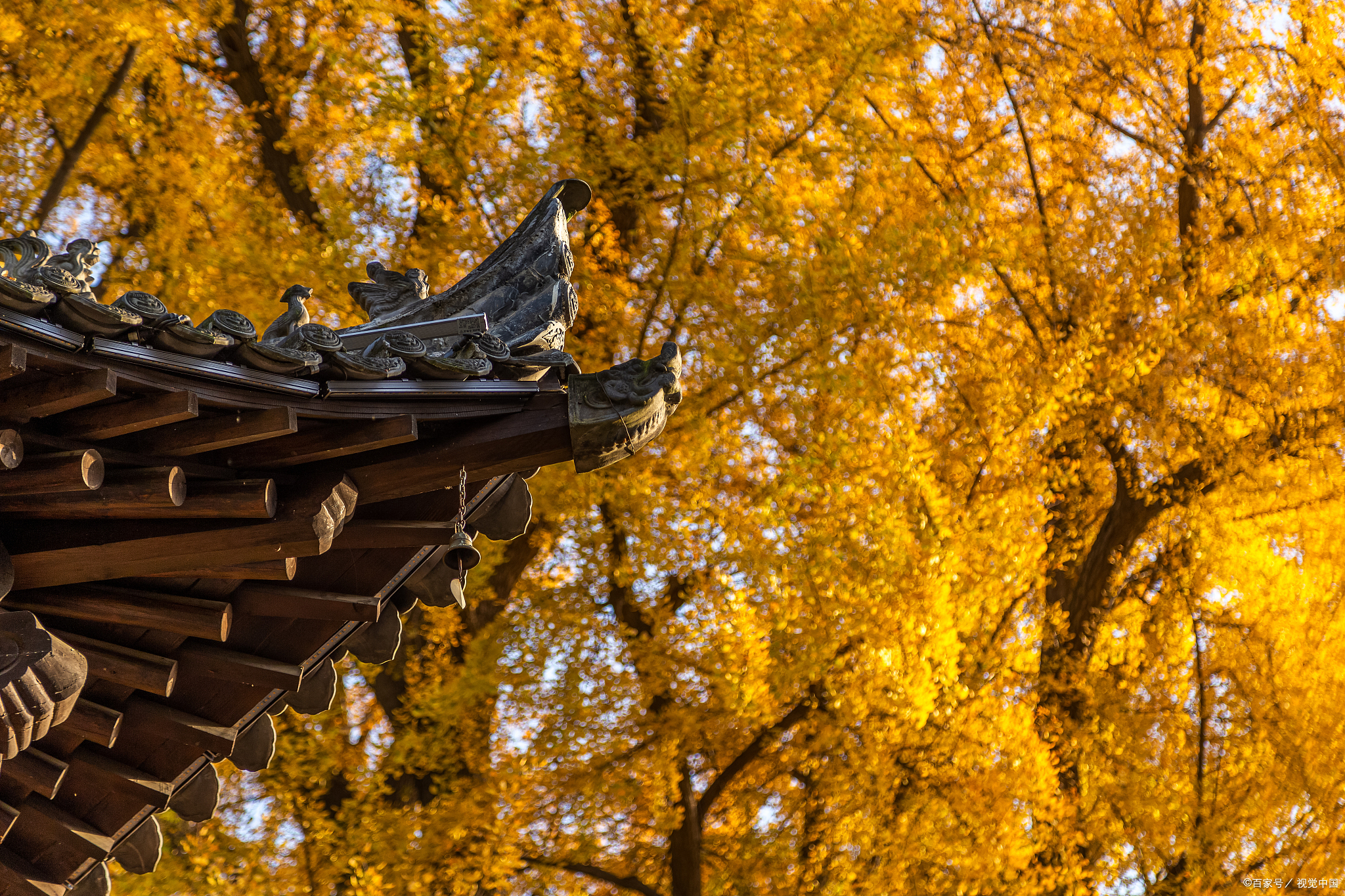 推荐国内最美的9大古银杏村,让你在金秋时节可以一饱眼福