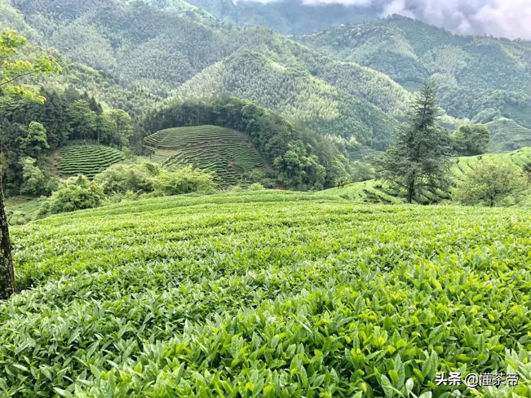 武夷肉桂茶属于什么茶（一文为你讲清楚三种茶的区别）