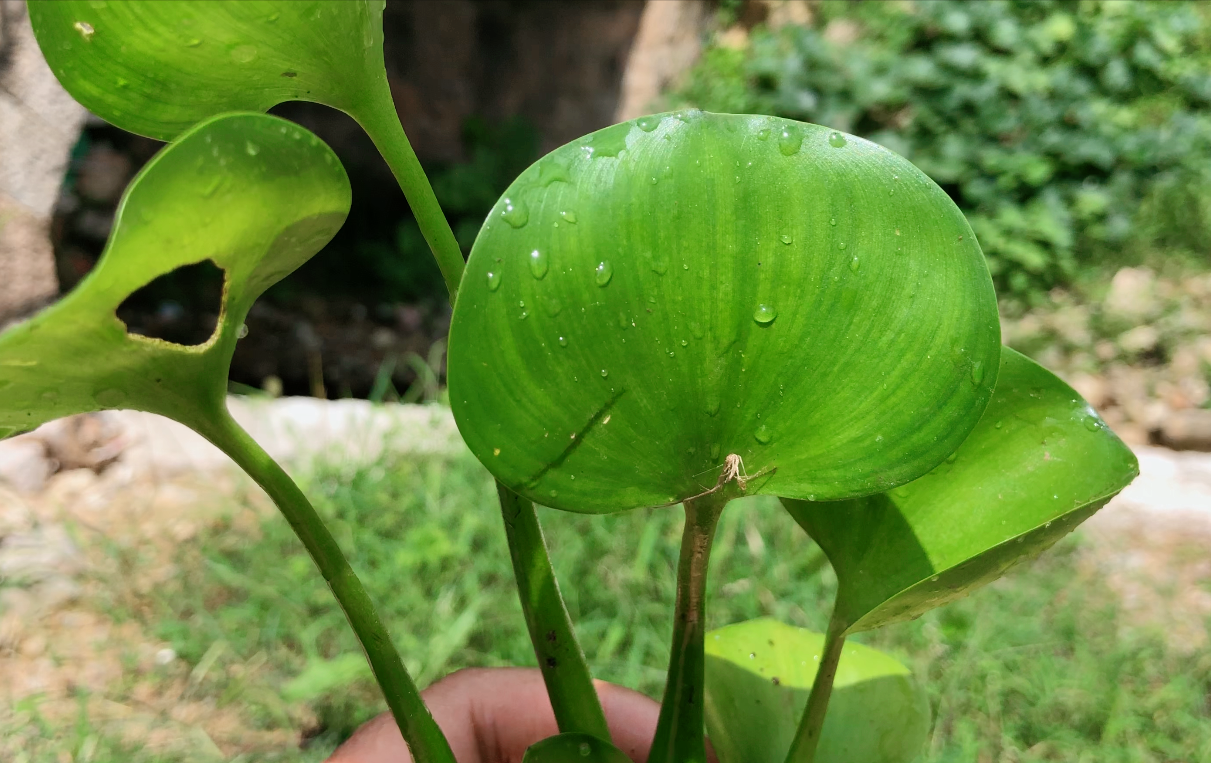 水葫芦长什么样子图片（带你认识它的3种用途）