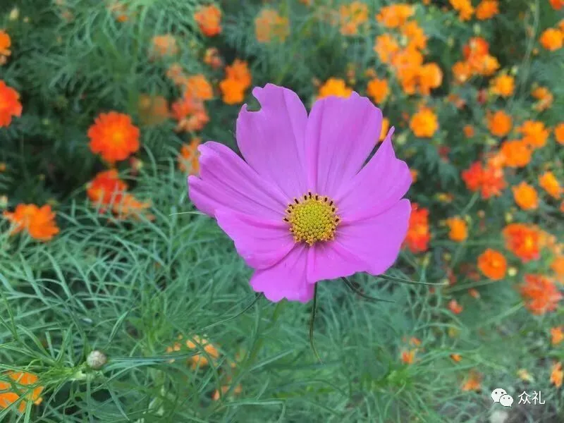 假期亲子礼品之旅游套票—北京国际鲜花港+大美儿童世界