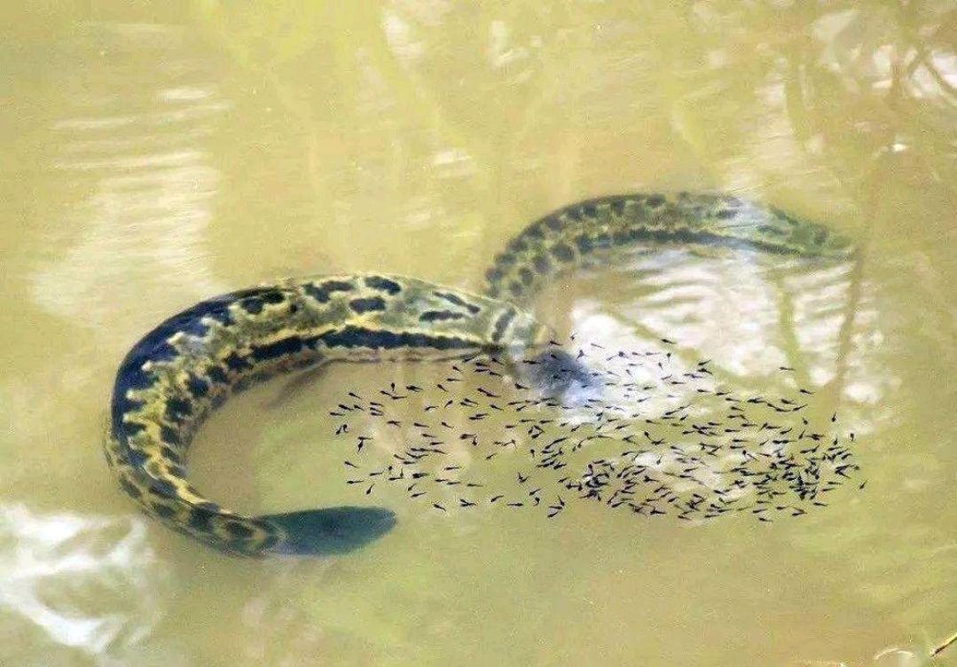 財魚,財魚湯的做法 補傷口愈合