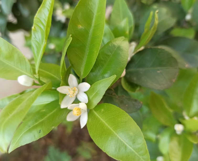 1种花叫“黄金果”，养在家里有“招财”好寓意，结的果子还能吃