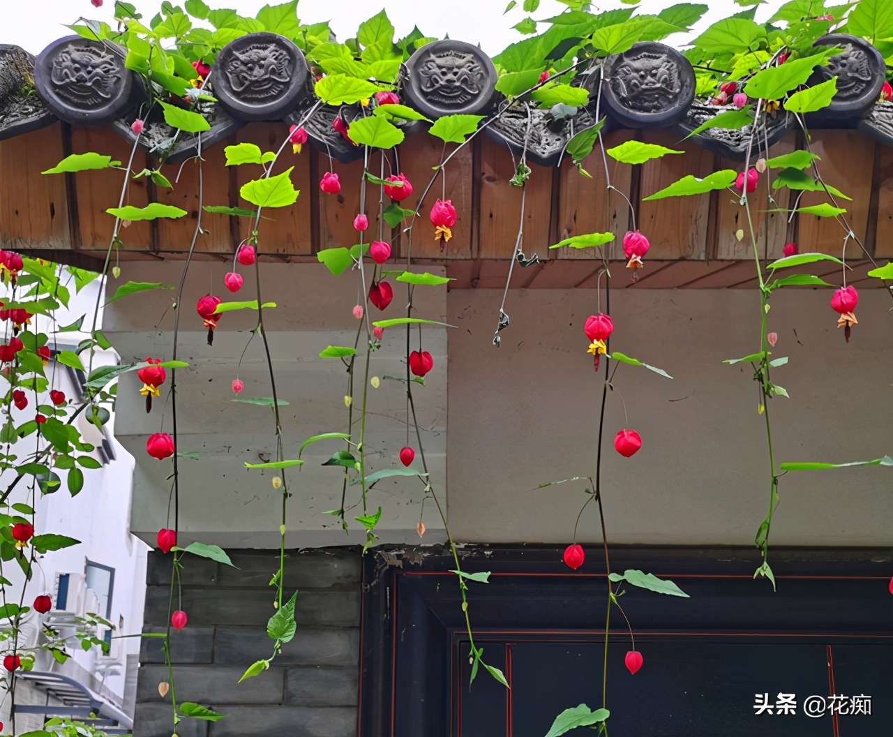 蔓性风铃花图片（这种花特别适合做花墙全年花开不断）