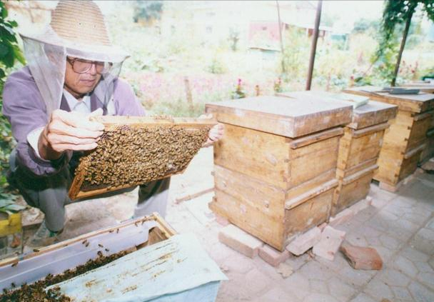 制霉素的作用（蜜蜂白垩病的预防和治疗的药物）