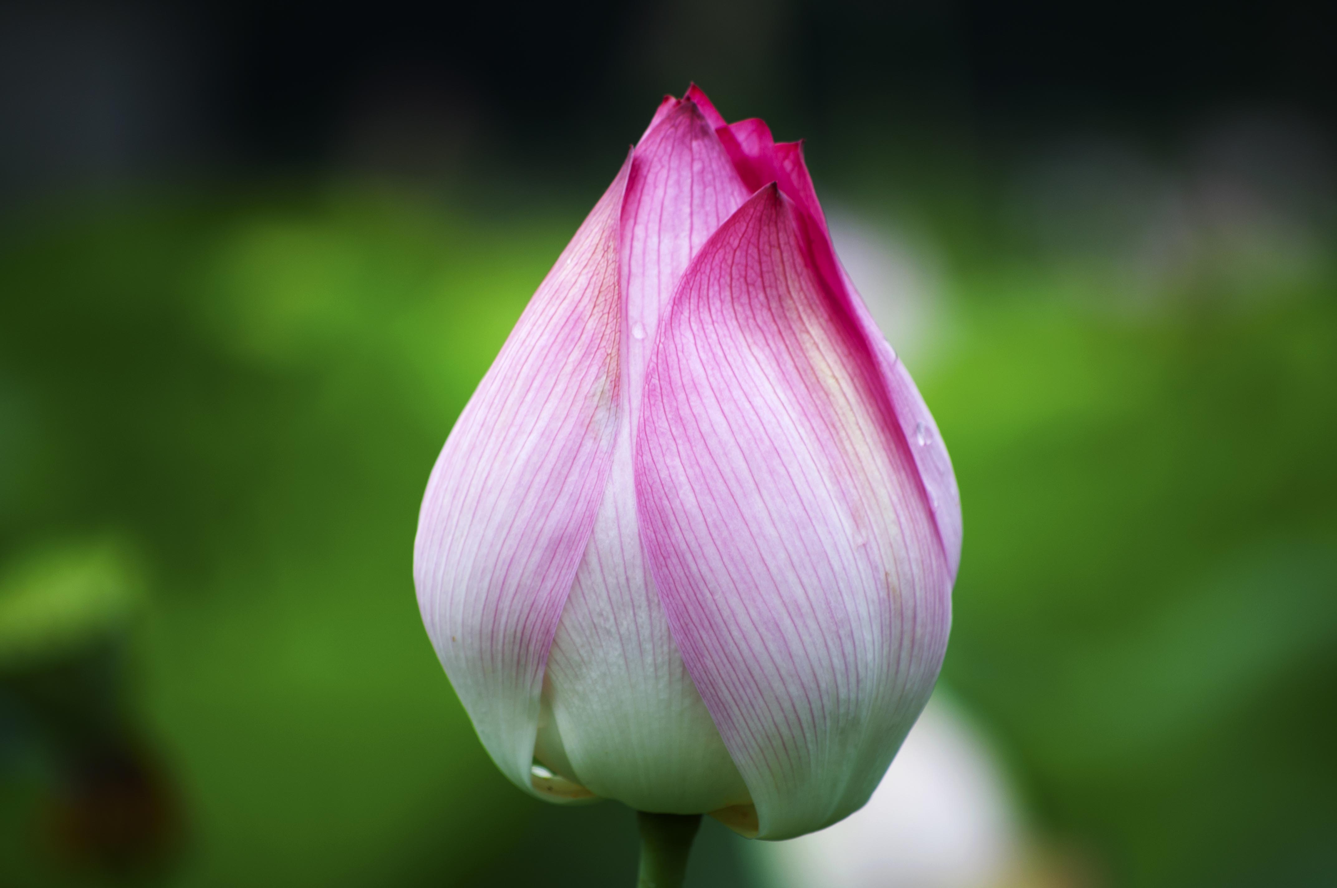 菡萏的意思(菡萏,芙蕖,莲花都是什么的别称-微赚云博客