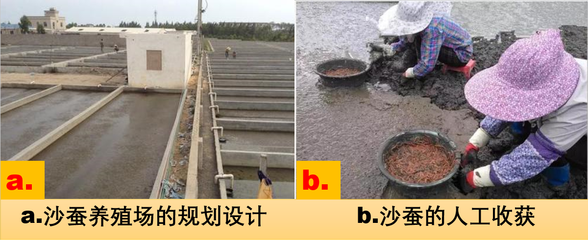 钓鱼用的沙虫子怎么养详细介绍精心整理