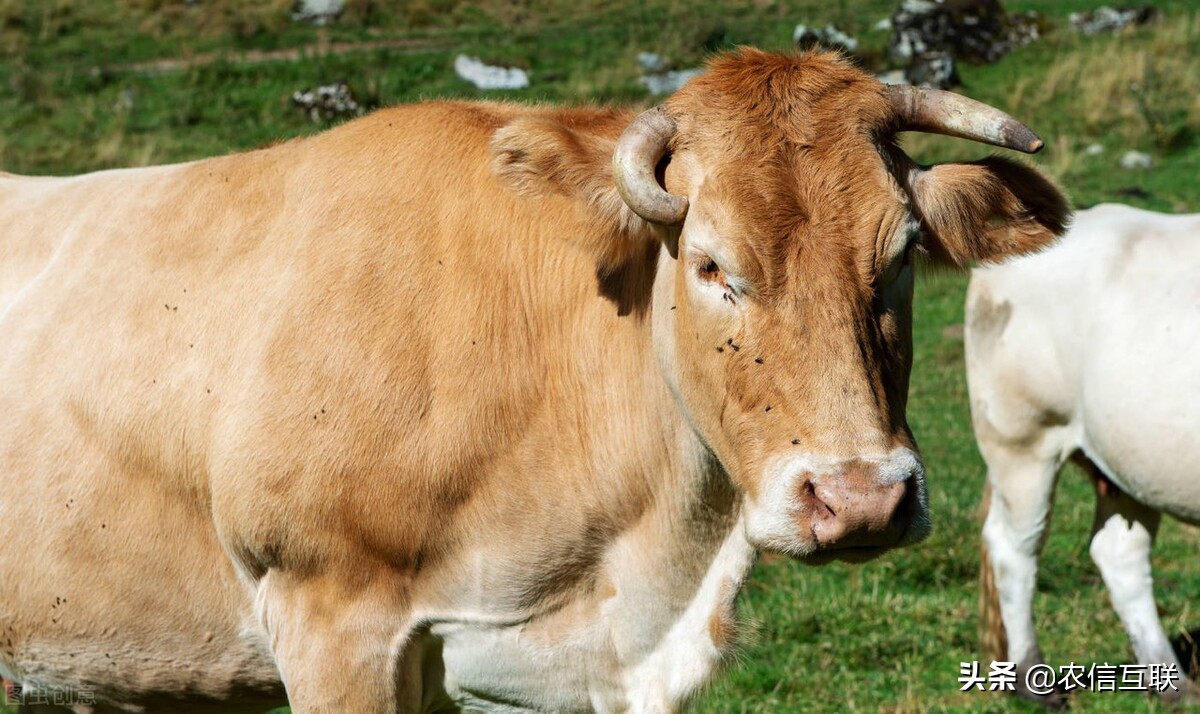 成都牛肉批发价格今日价（成都白家牛肉批发价格是多少）