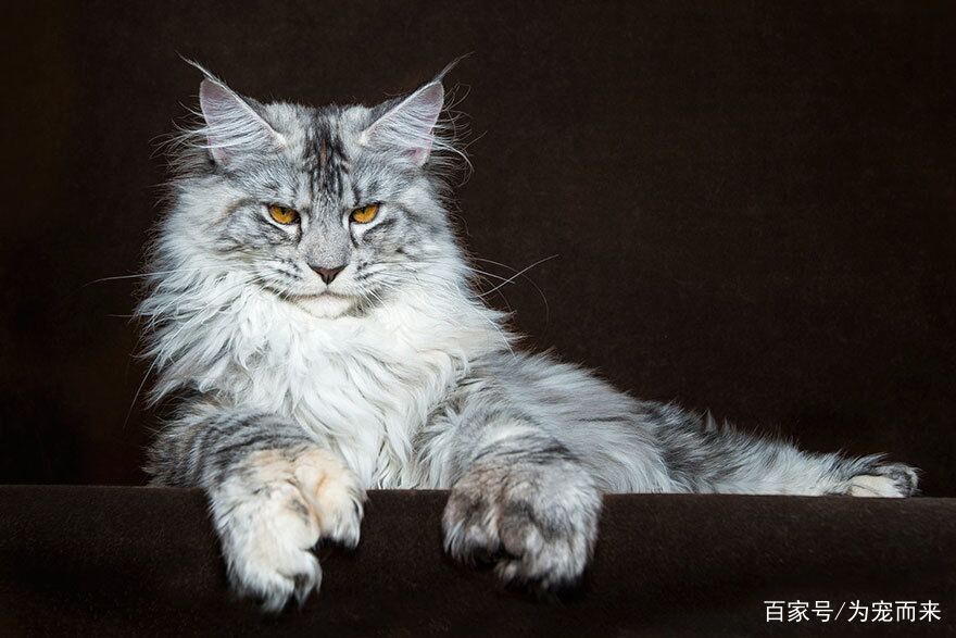 00后眼中的猫咪，是什么样的呢？
