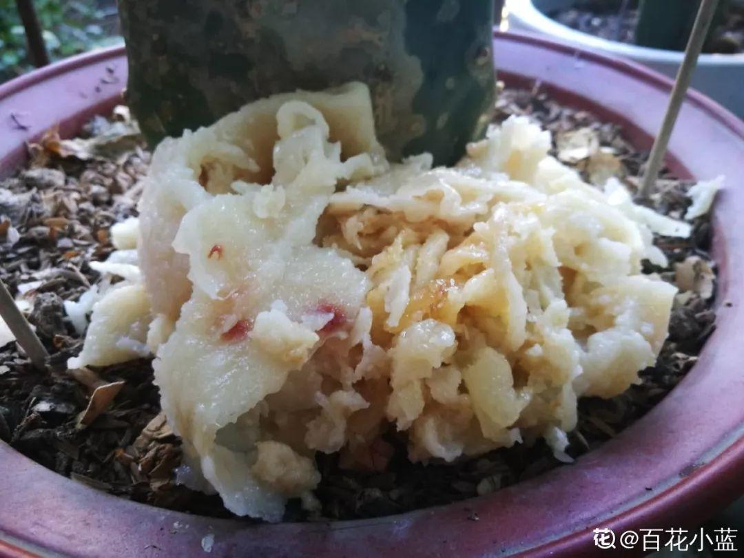 想要长寿花冬天抗冻一点,趁现在撒把肥,叶子厚实开花还多