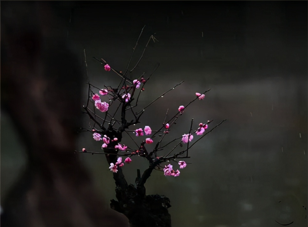 他是禁欲系隐逸诗人，终生不仕不娶，被誉梅妻鹤子，走红纯属意外