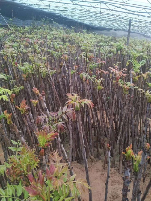 大棚香椿的種植方法,一起來學學