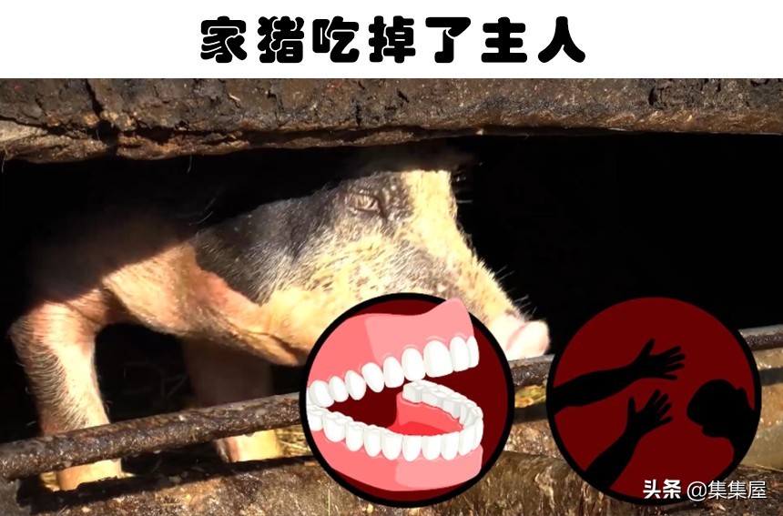 真实发生在世界上的8只杀害或吃掉主人的动物