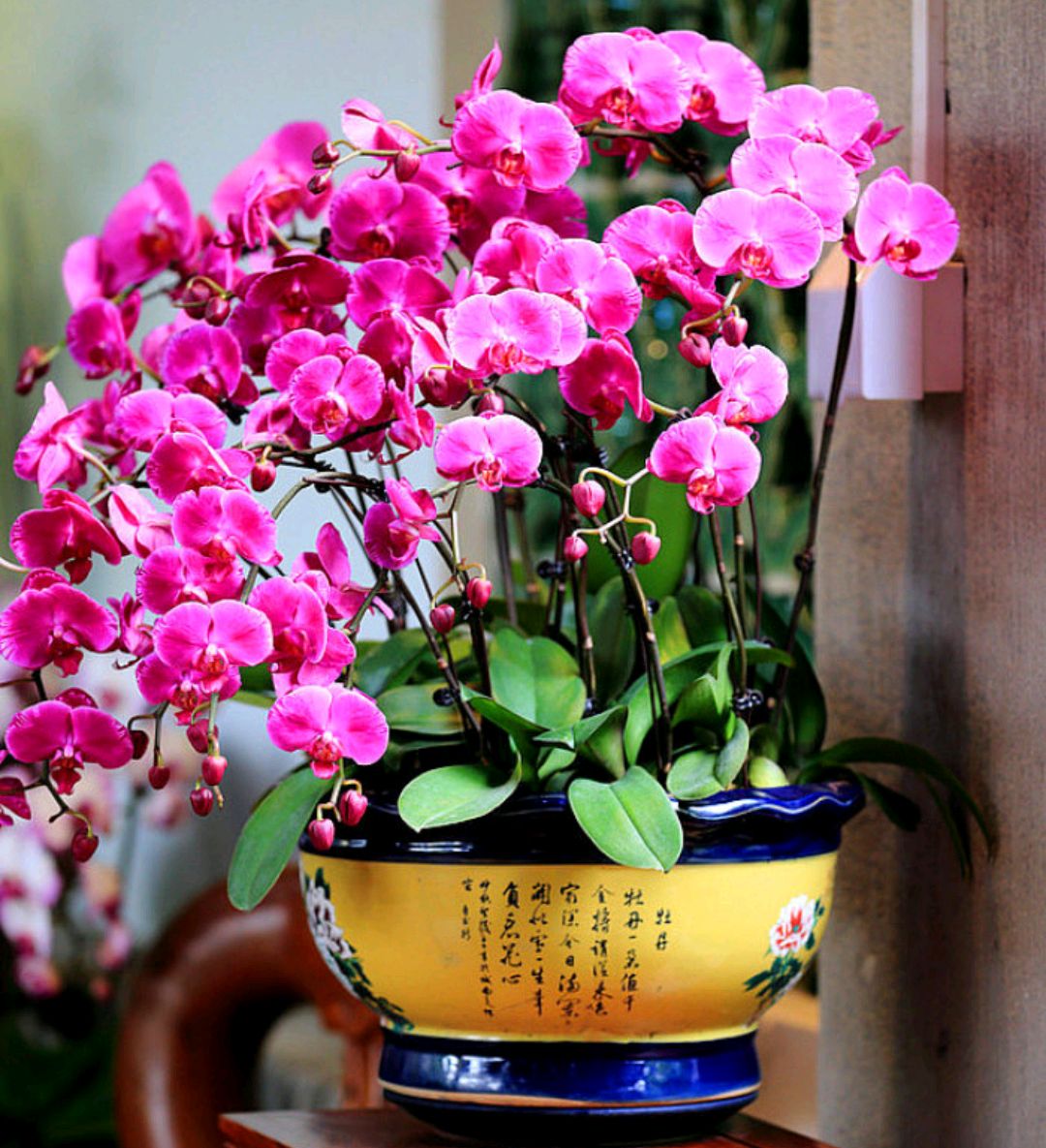 人养花,花亦滋养着人!100种室内盆栽花草图鉴,有您喜欢的吗?